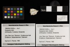 Foto (Objekt + Etiketten) von Decapoda indet. (lobster) (NHMW-GEO-1990-0041-0008a)